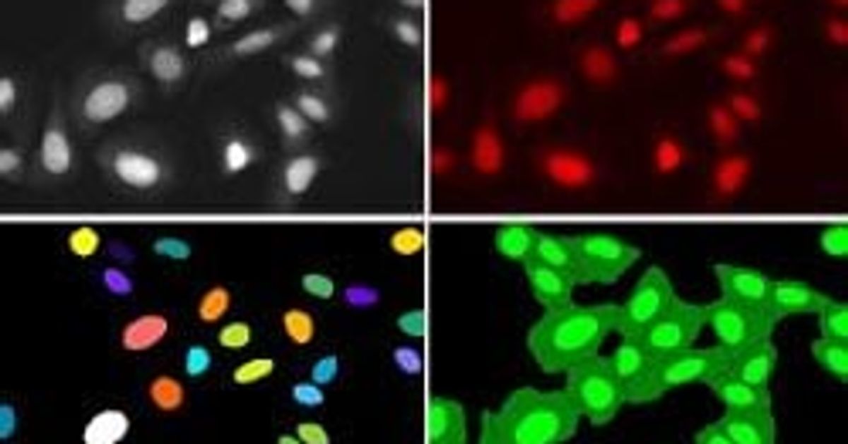 New Live Cell-Impermeant Far-Red Fluorescing DNA Dye