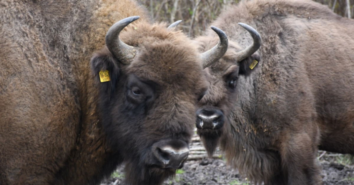 London’s Natural History Museum transforms molecular research