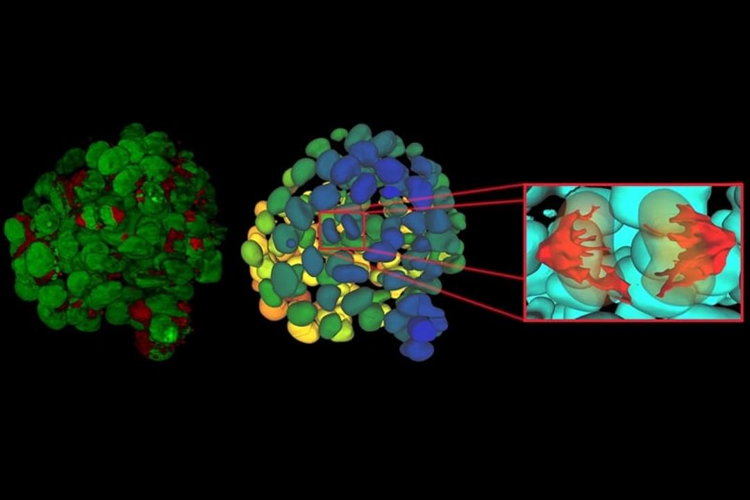 Aivia AI microscopy software