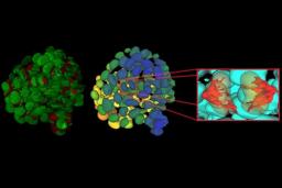 Aivia AI microscopy software