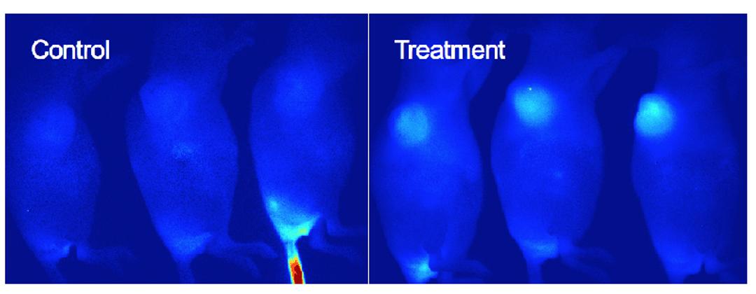 In vivo detection of apoptosis in mouse tumor model