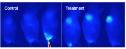 In vivo detection of apoptosis in mouse tumor model