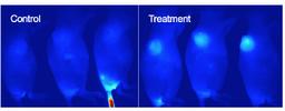 In vivo detection of apoptosis in mouse tumor model