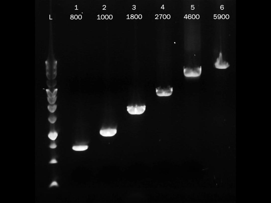 High yield at a range of fragment lengths