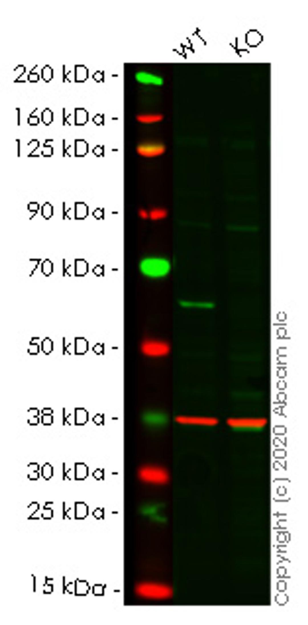 WB - HDAC2 knockout HEK293T