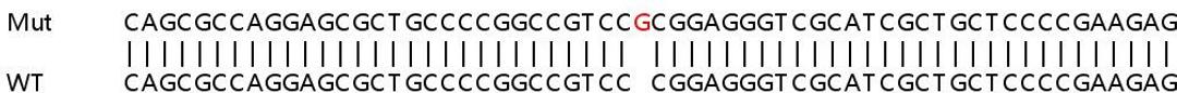 Sanger Seq - EGFR knockout HeLa