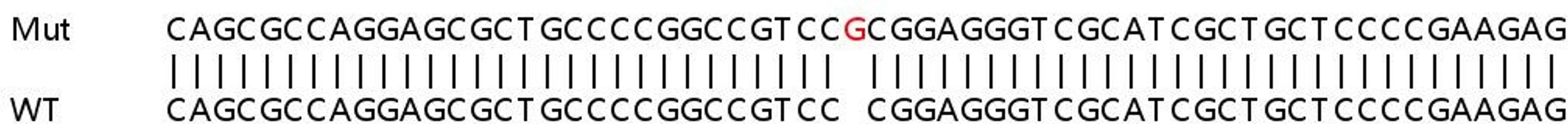 Sanger Seq - EGFR knockout HeLa