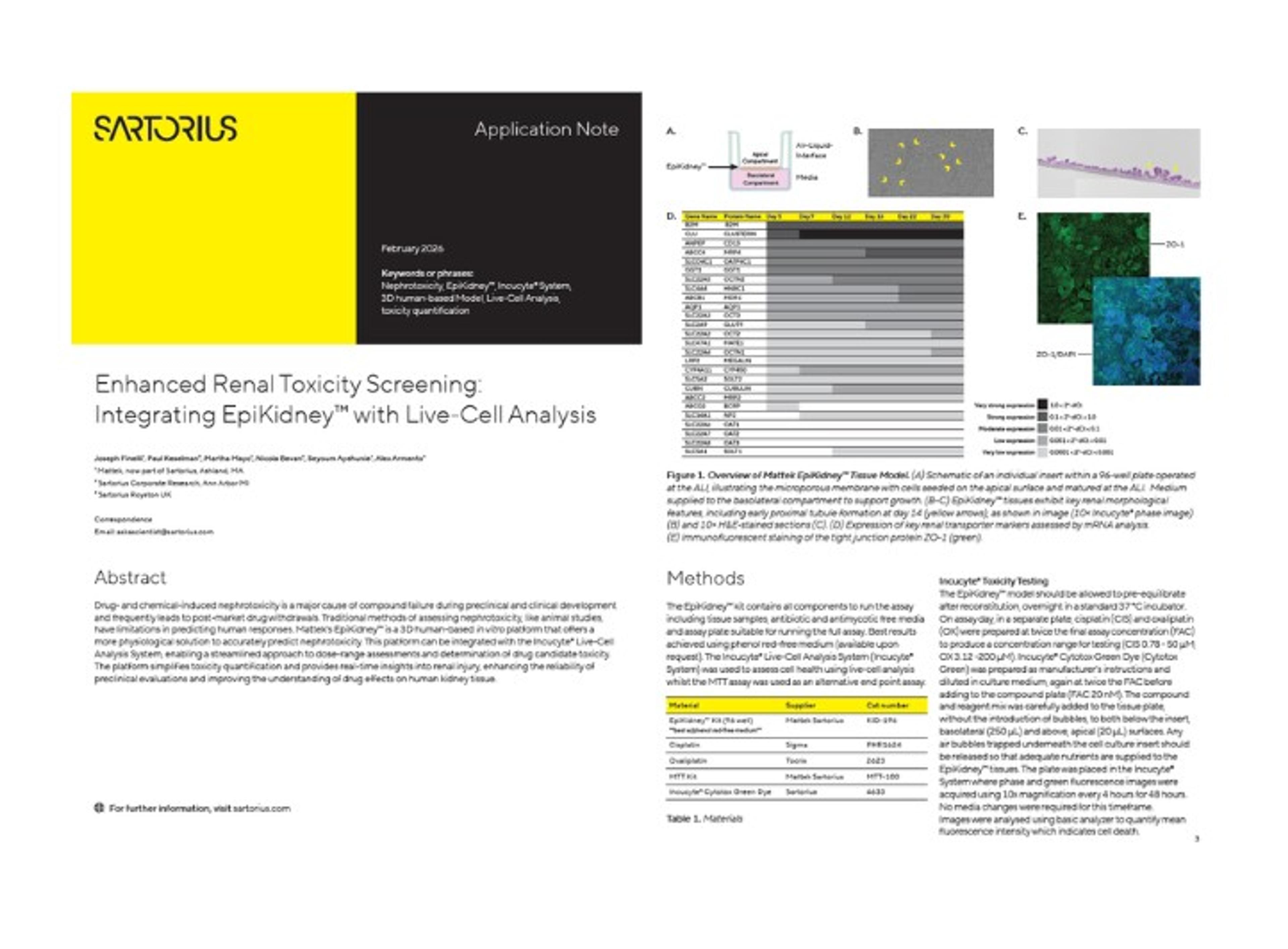 Enhanced renal toxicity screening with EpiKidney & Incucyte - SelectScience resource