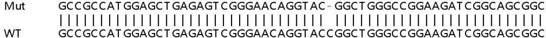 Sanger Seq - CSNK1D knockout HeLa