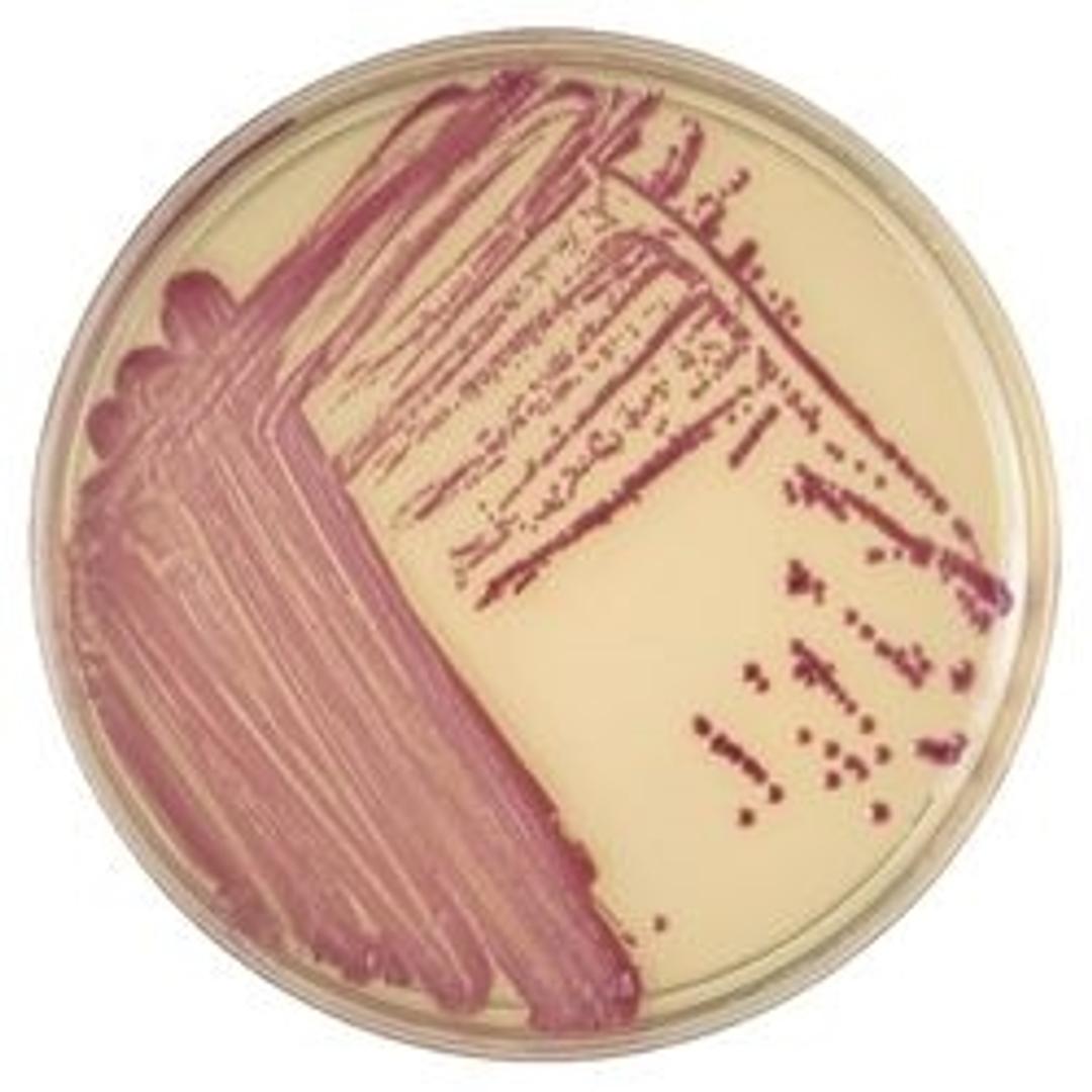 BD BBL™ CHROMagar™ MRSA II Plate