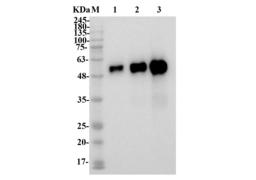 Mouse Anti-CA9 Recombinant Antibody (clone M75)
