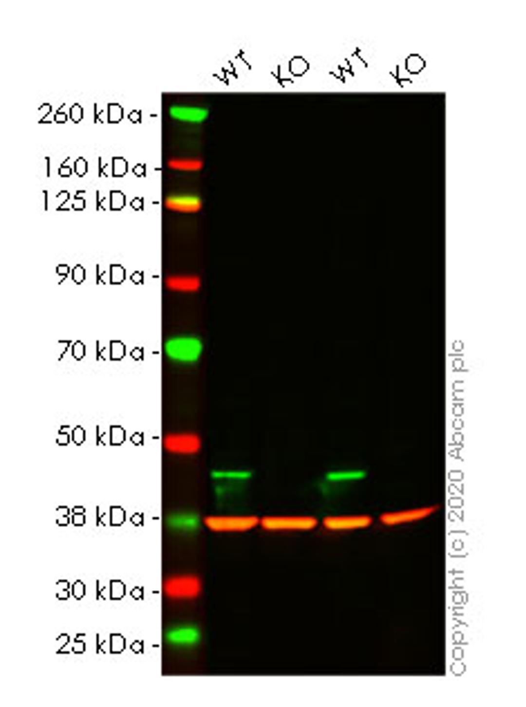 WB - CNP knockout HeLa