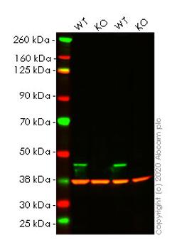 WB - CNP knockout HeLa