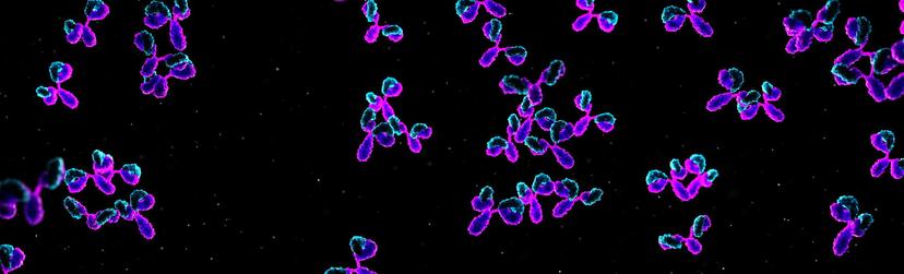 Antibodies