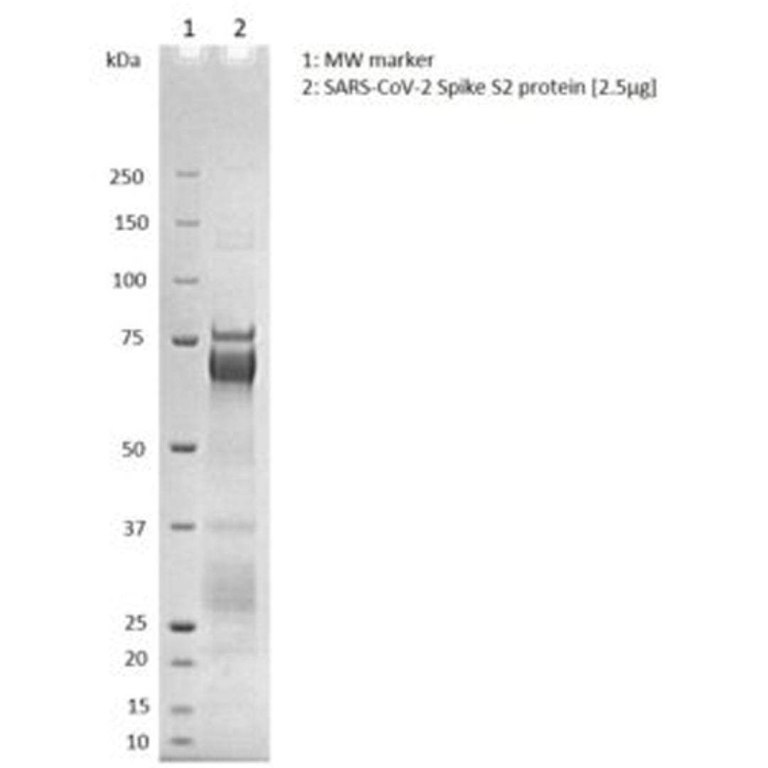 SDS-PAGE showing purified SARS-CoV-2 Spike S2 protein