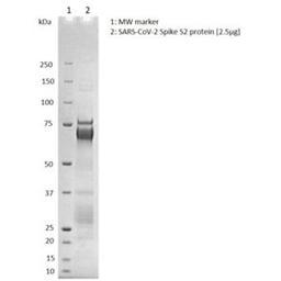 SDS-PAGE showing purified SARS-CoV-2 Spike S2 protein