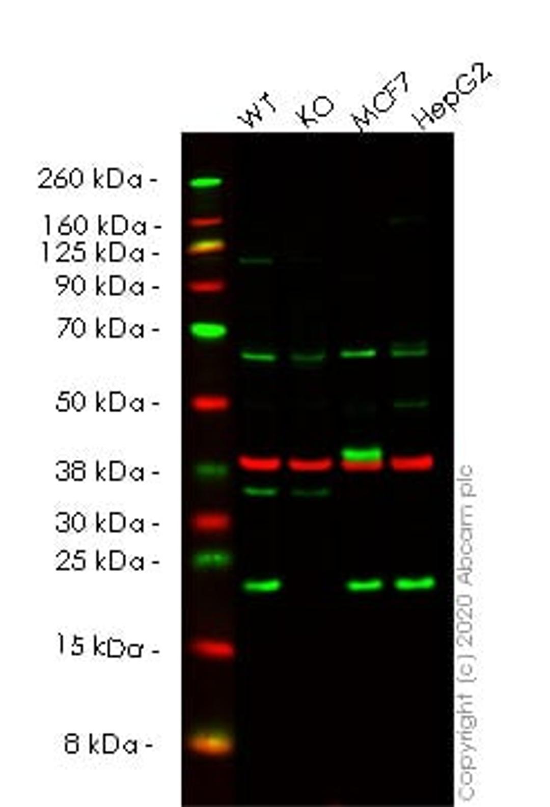 WB - CDC42 knockout HEK293T