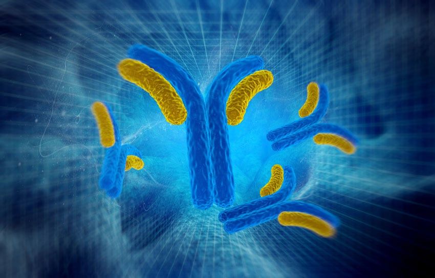 Learn About Antibody Production At Jackson ImmunoResearch Laboratories Inc