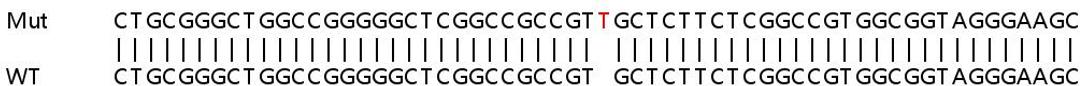 Sanger Seq - PGAM5 knockout HeLa