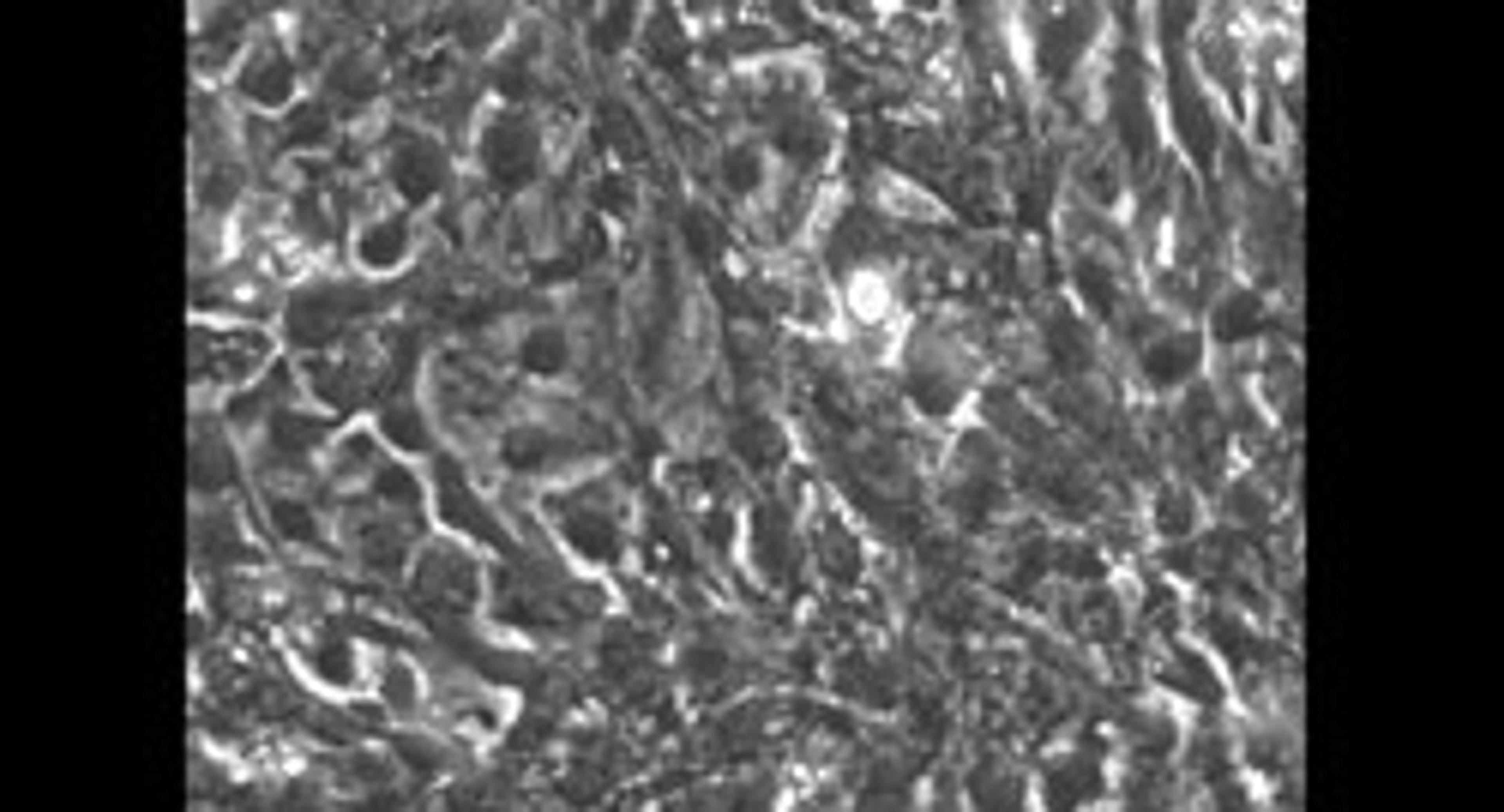 Cellular Dynamics: Beating iCell® Cardiomyocytes Cellular Dynamics: Beating iCell® Cardiomyocytes