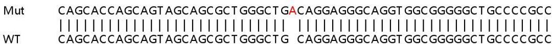 Sanger Seq - GNS knockout HeLa