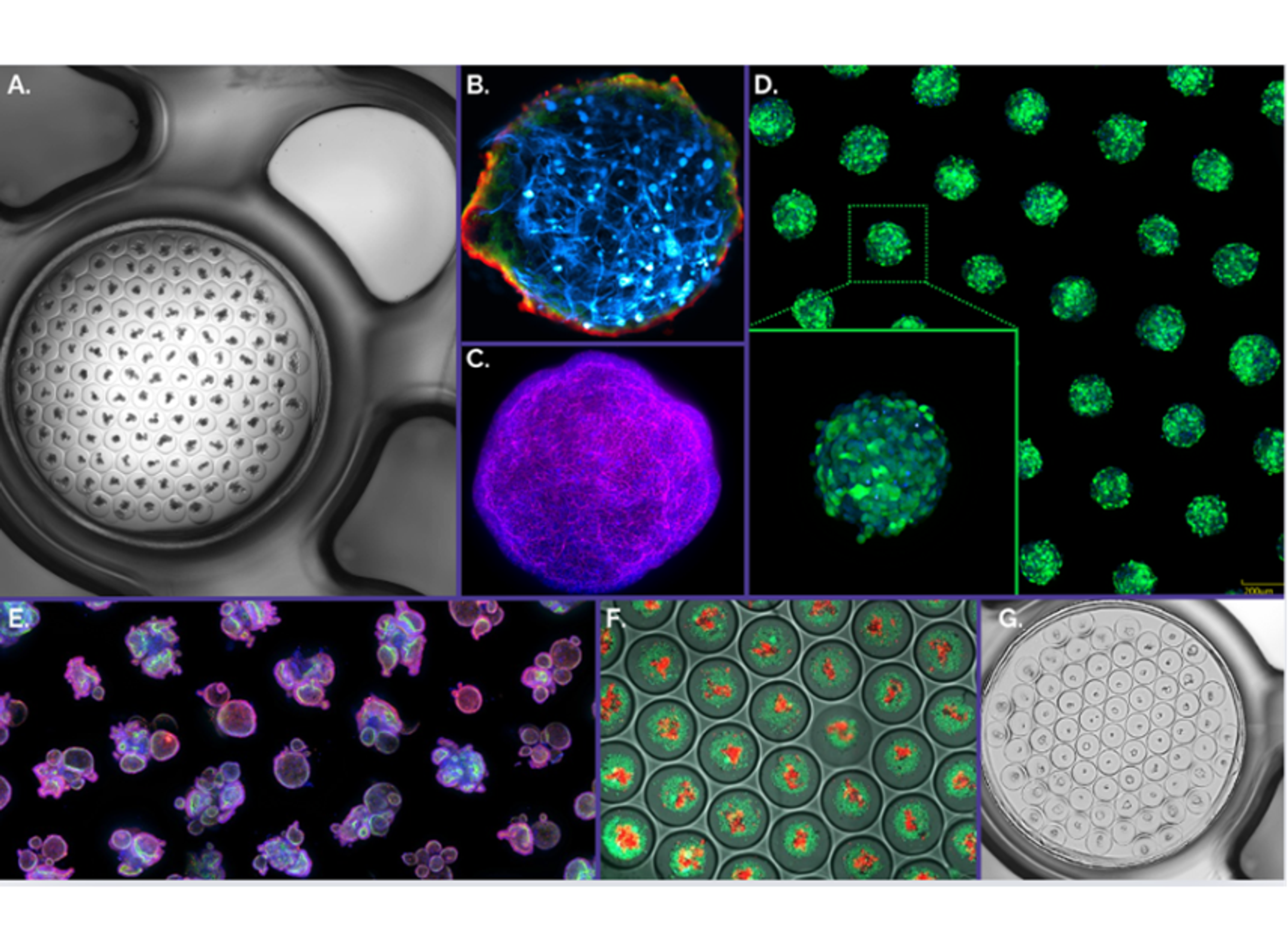 Gri3D® integrates with imaging equipment of major life science brands