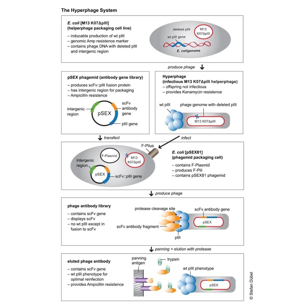 Functional principle of Hyperphage