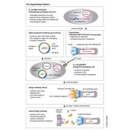 Functional principle of Hyperphage