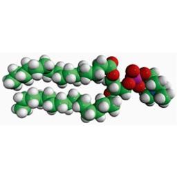 16:0 PC (DPPC) 1,2-dipalmitoyl-sn-glycero-3-phosphocholine,