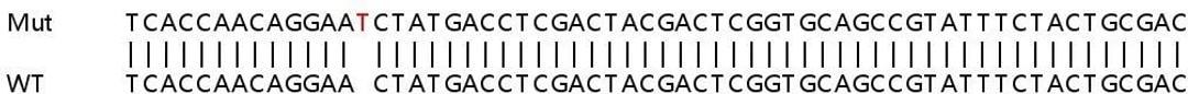 Sanger Seq - MYC knockout HEK293T