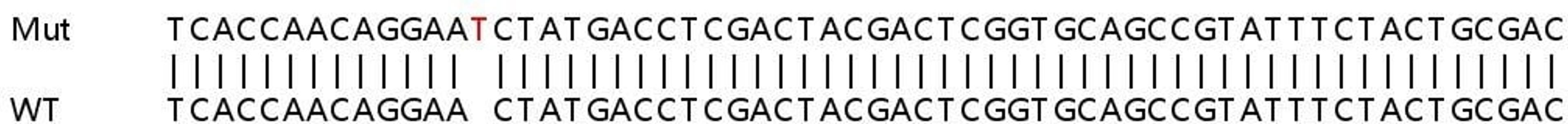 Sanger Seq - MYC knockout HEK293T