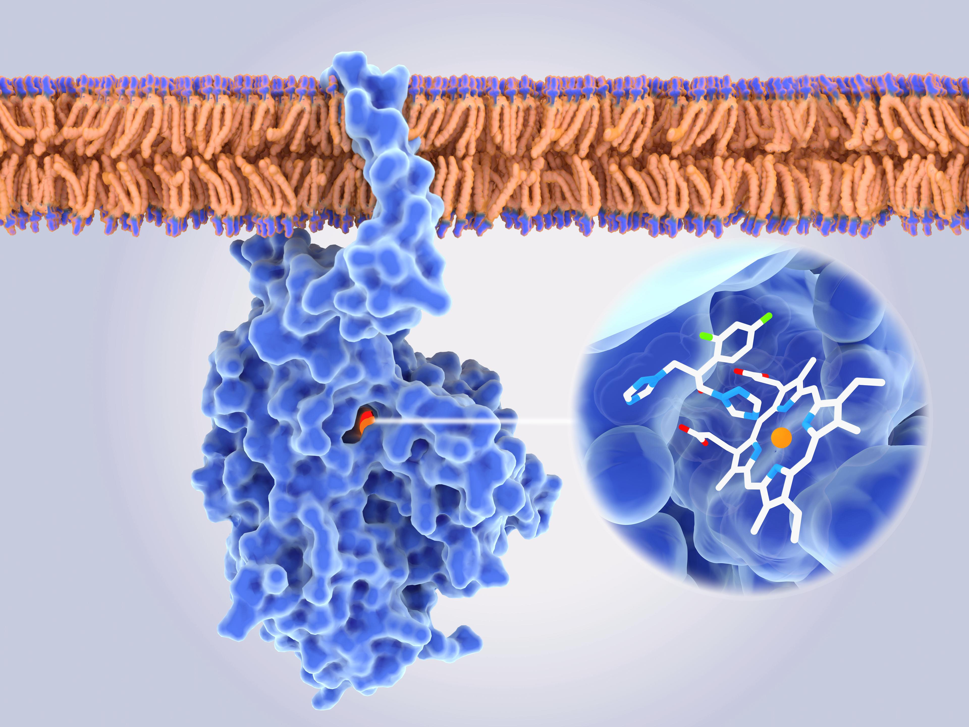 G protein-coupled receptor