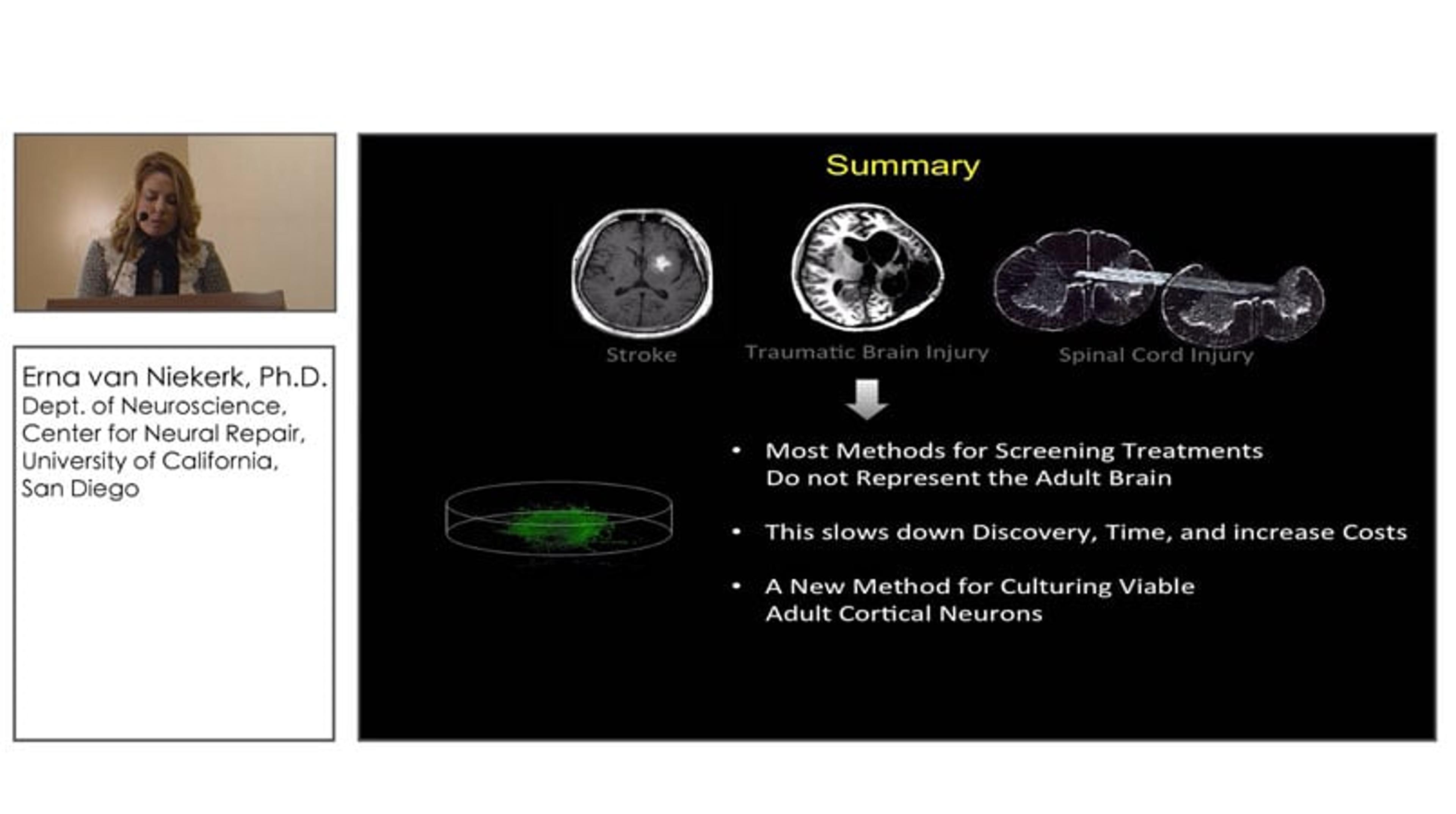 A New Method for Culturing Viable Adult Cortical Neurons A New Method for Culturing Viable Adult Cortical Neurons