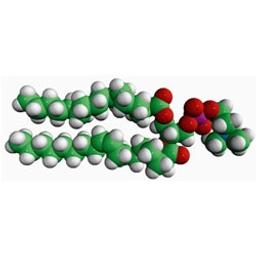 16:0-18:1 PC 1-palmitoyl-2-oleoyl-sn-glycero-3-phosphocholin