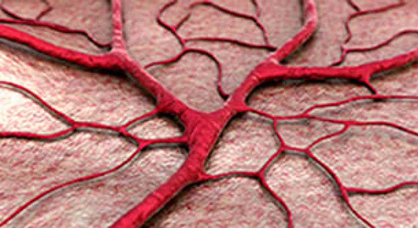 Image representing angiogenesis