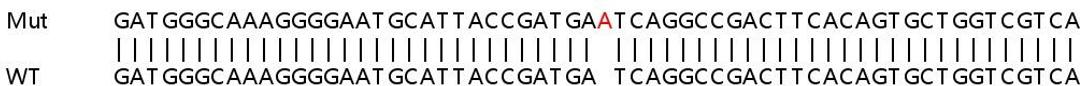 Sanger Seq - HK1 knockout HEK293T