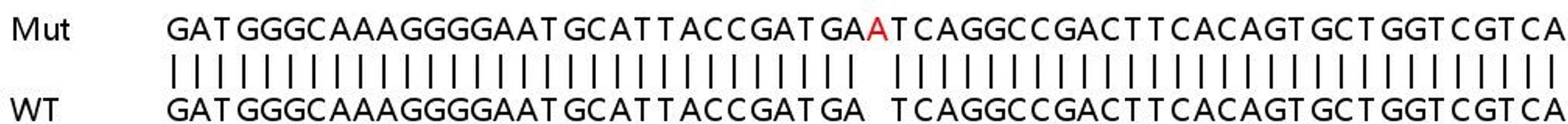 Sanger Seq - HK1 knockout HEK293T