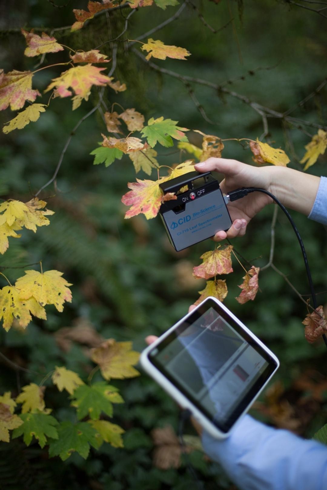 CI-710 Miniature Leaf Spectrometer in the field with tablet.