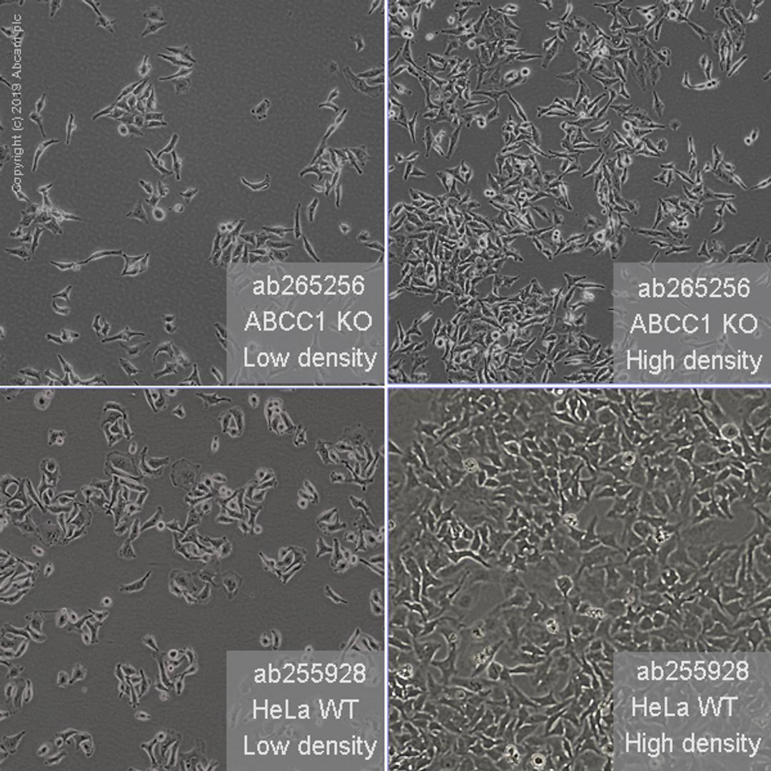 ABCC1 knockout HeLa
