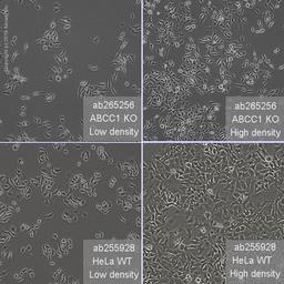ABCC1 knockout HeLa