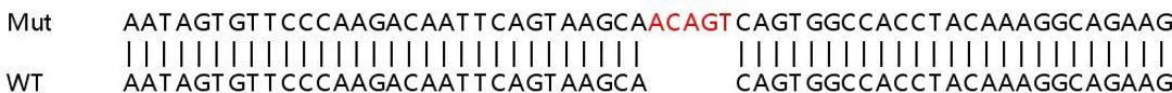 Sanger Seq - CDH2 knockout HEK293T