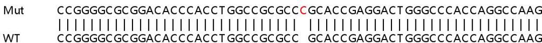 Sanger Seq - ADAM9 knockout HeLa