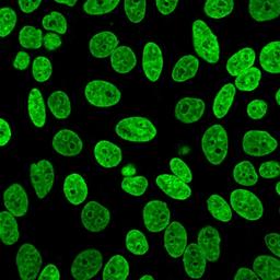 Methanol-fixed HeLa stained with NucSpot® 470.