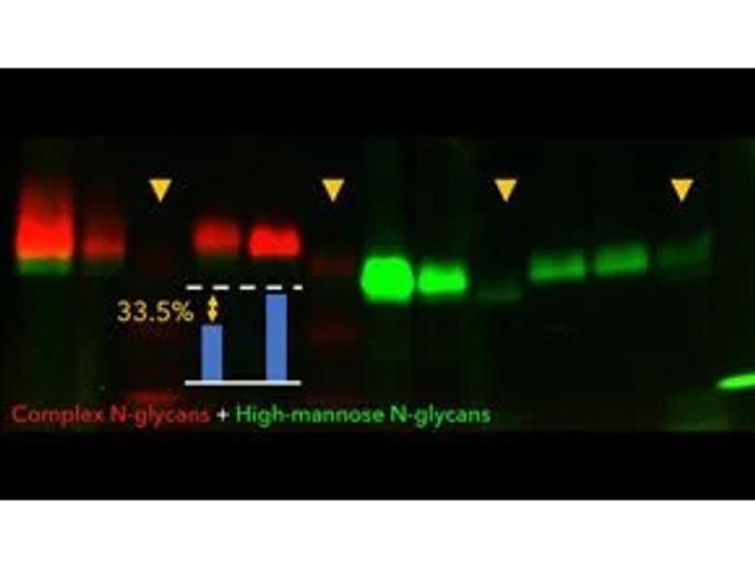 Glycosylation of the receptor binding domain of COVID-19 virus spike protein