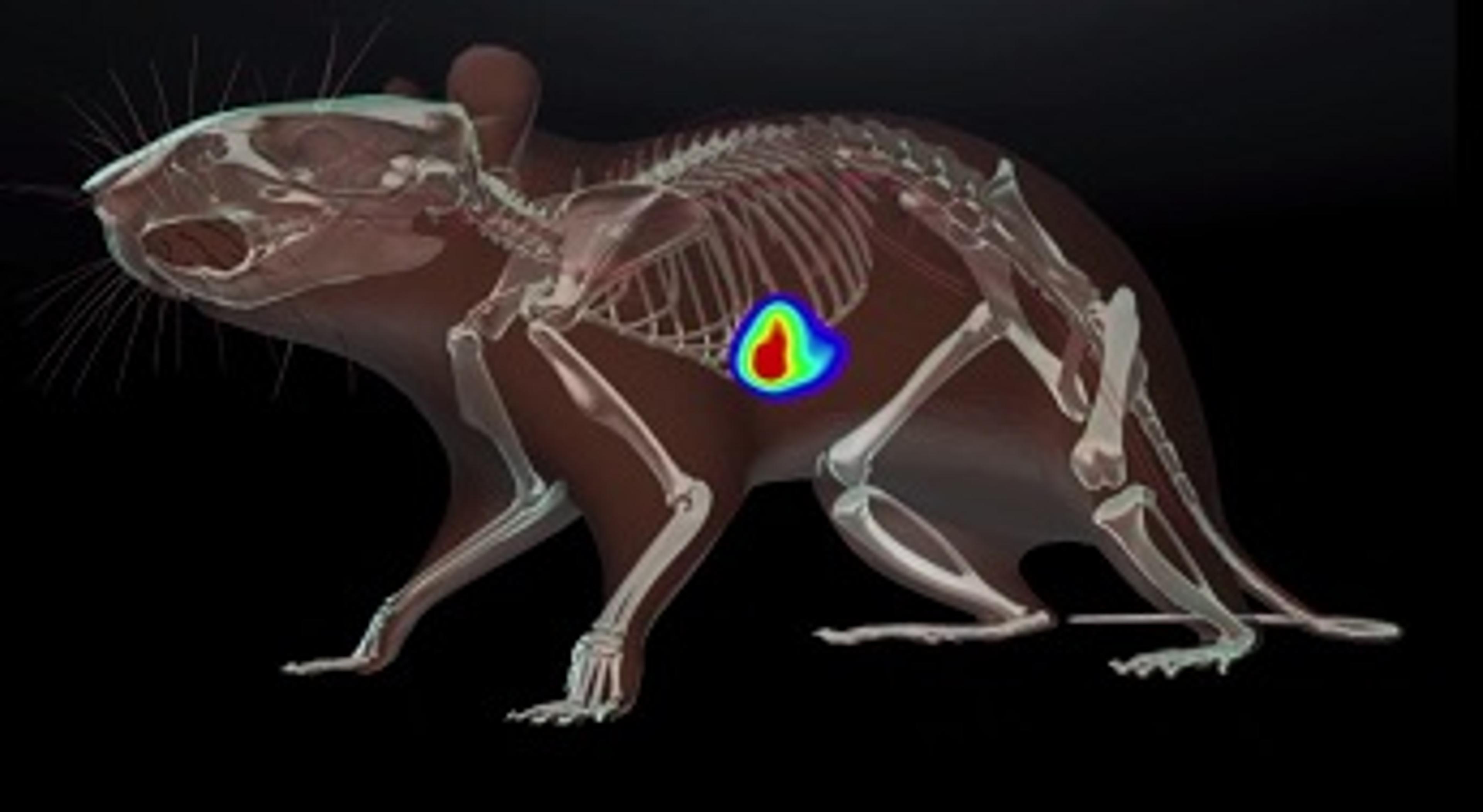Pre-Clinical In Vivo Imaging Solutions from PerkinElmer Pre-Clinical In Vivo Imaging Solutions from PerkinElmer
