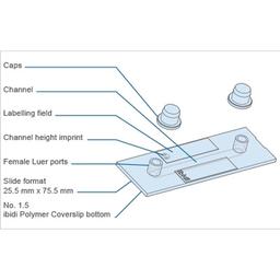 Key Features of the µ-Slide I Luer