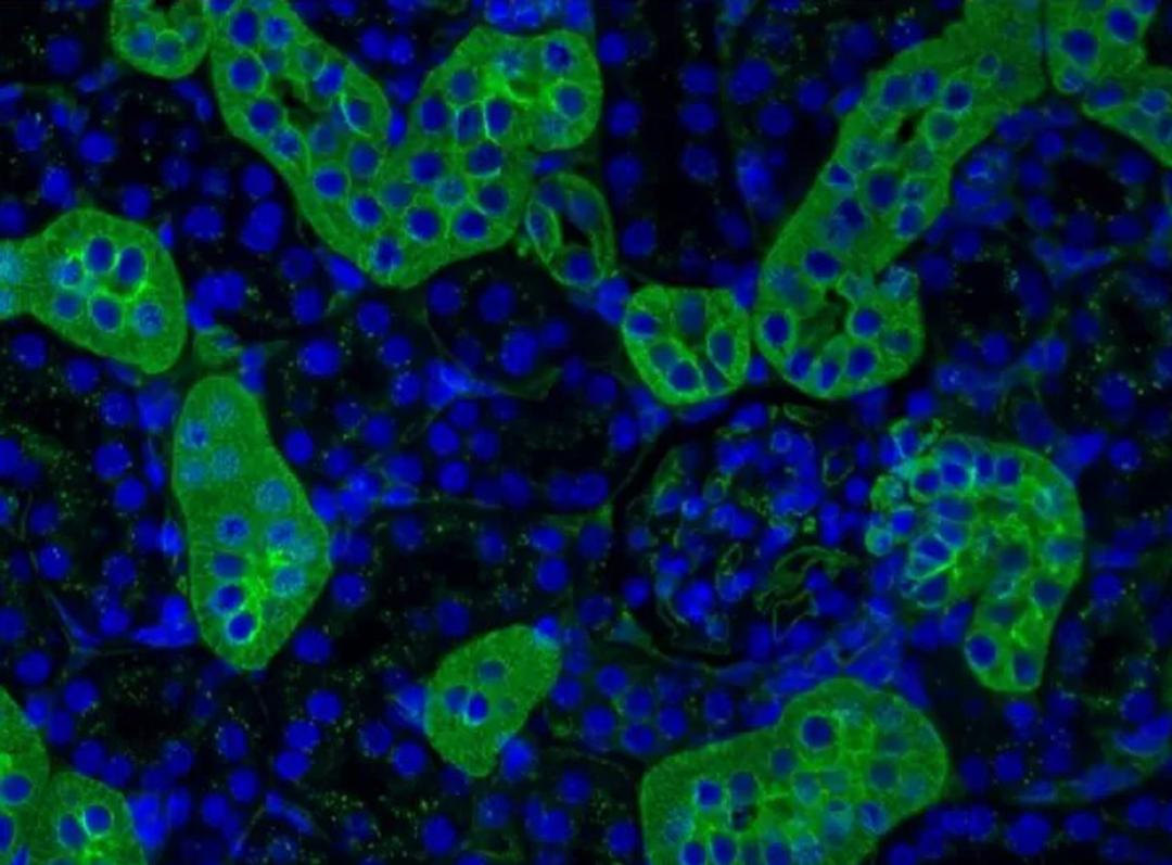 Glycobiology Reagents
