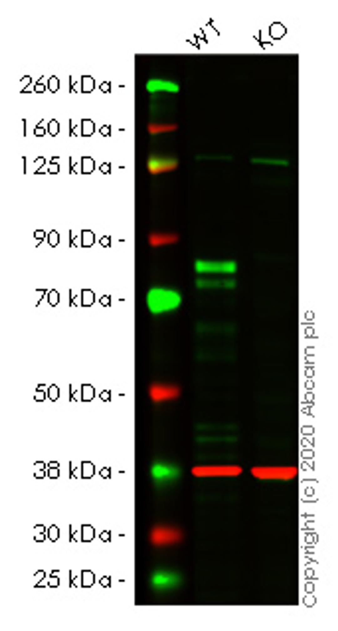 WB - CTTN knockout HEK293T