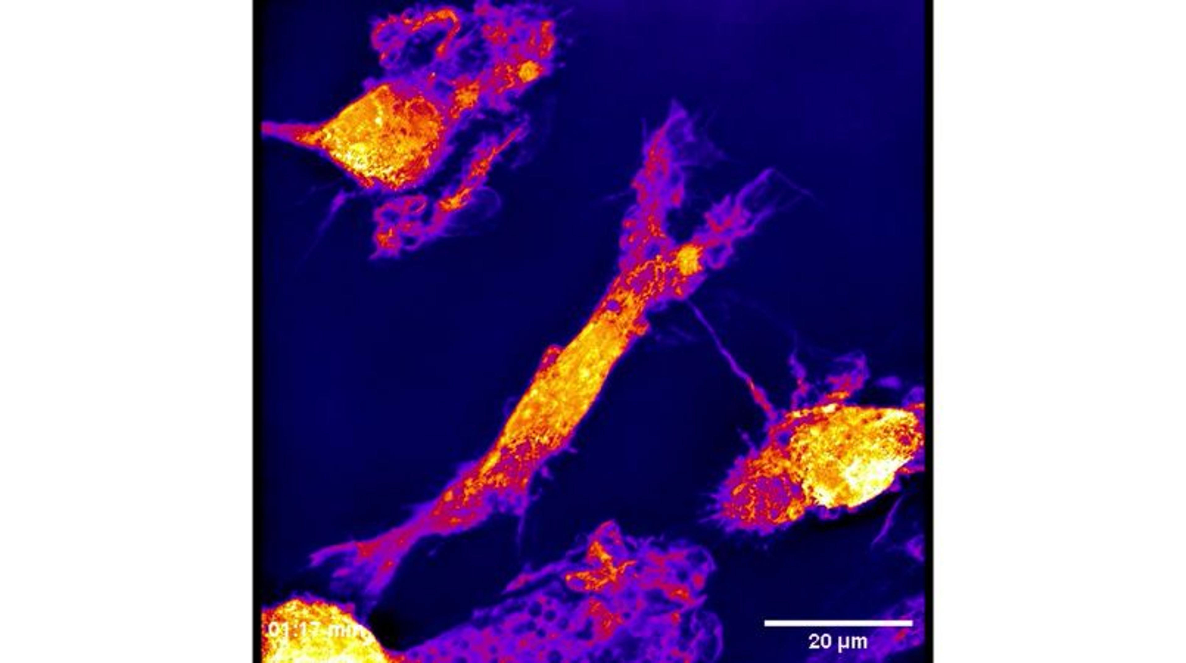 ioMicroglia 40-minute recording ioMicroglia 40-minute recording