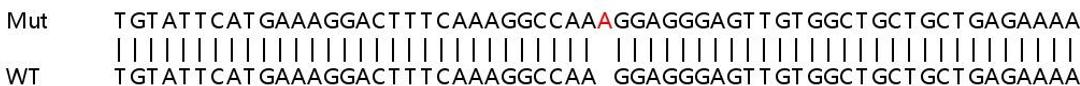 Sanger Seq - SNCA knockout HEK293T